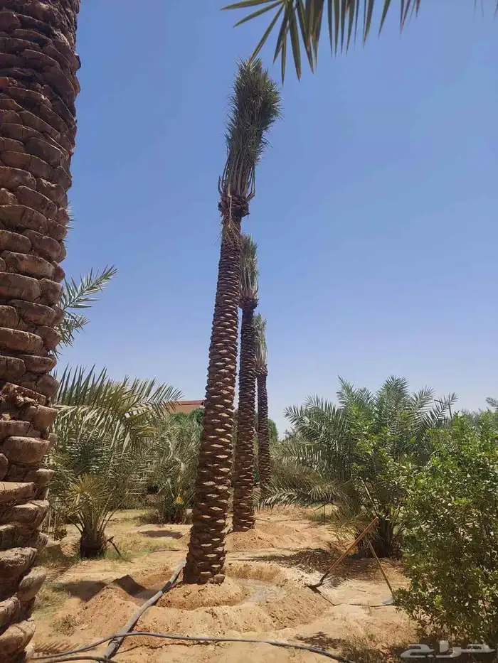 ابو صالح يوجد لدينا نقيال من6متر لا 8متر 1
