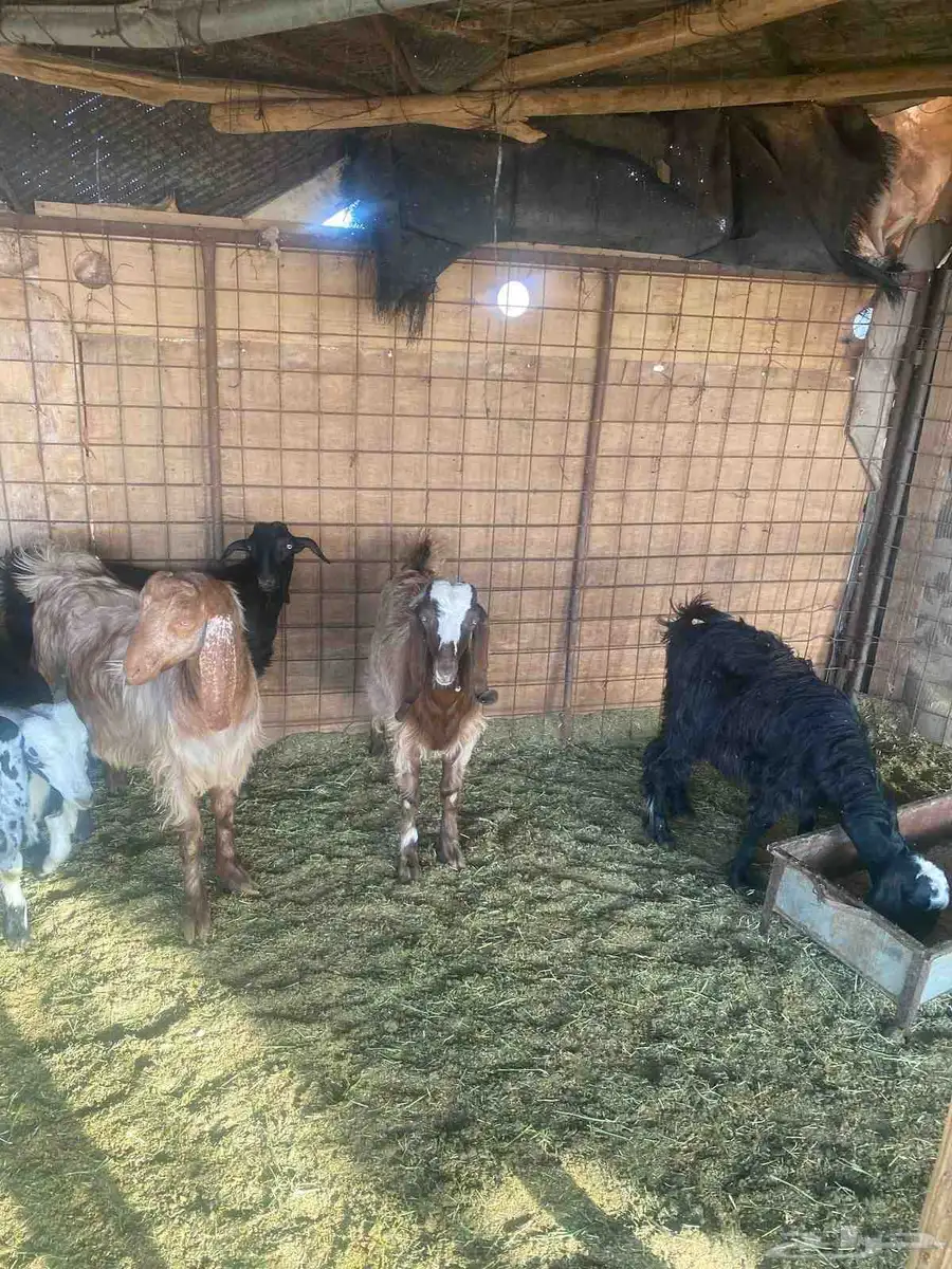 ذبايح للبيع 6