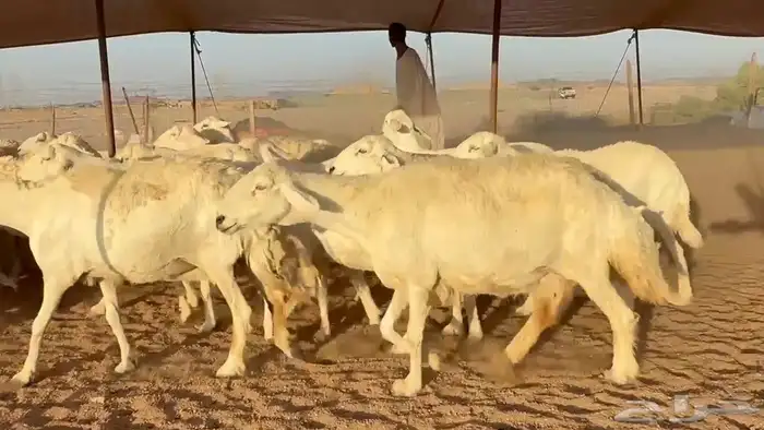 غنم حريات دفيع 4