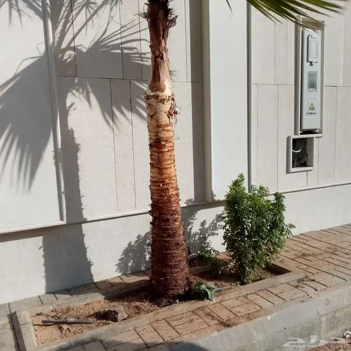 جميع انواع النخيل 7