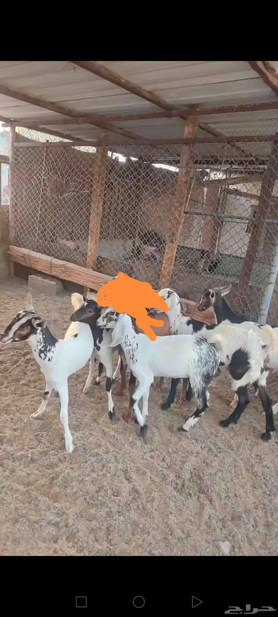تيوس وجفار 1