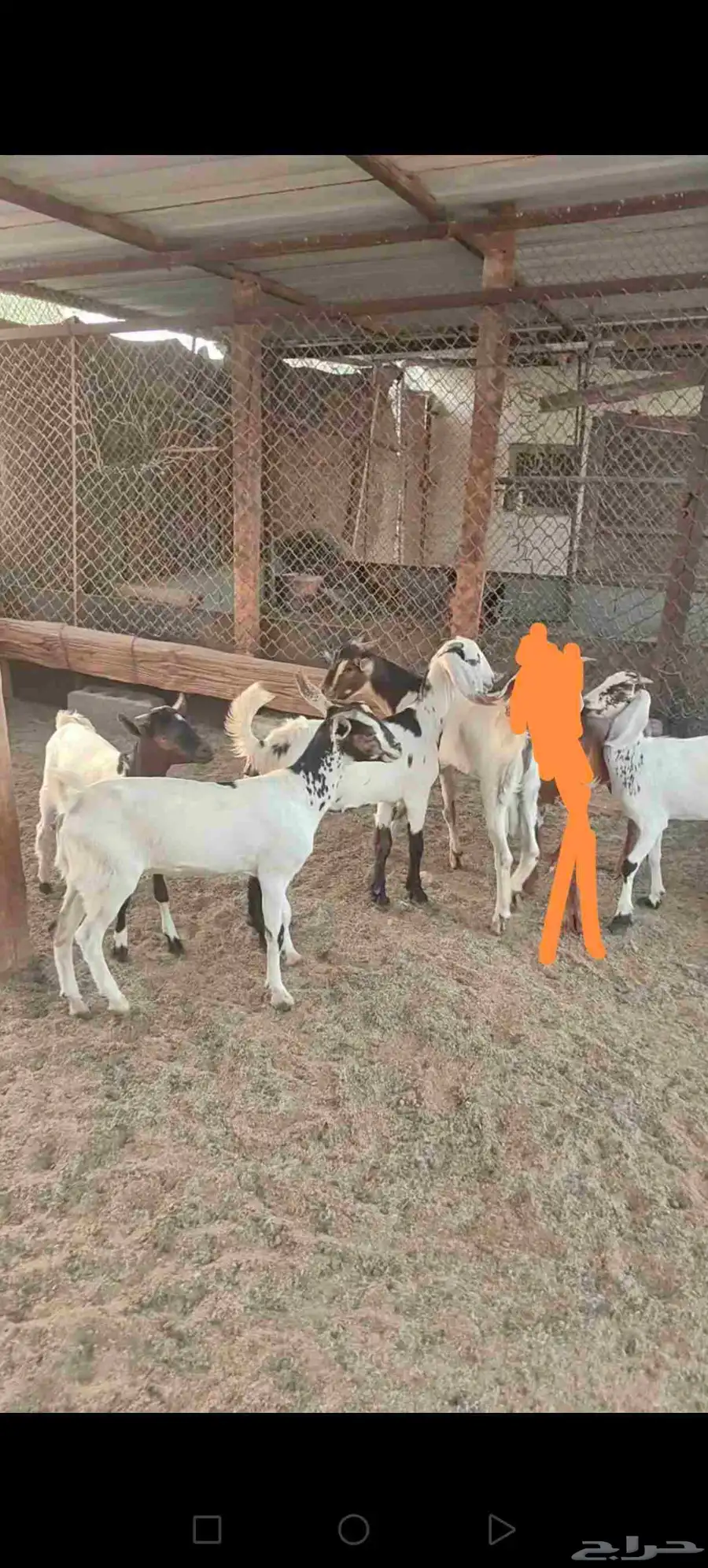 تيوس وجفار 0