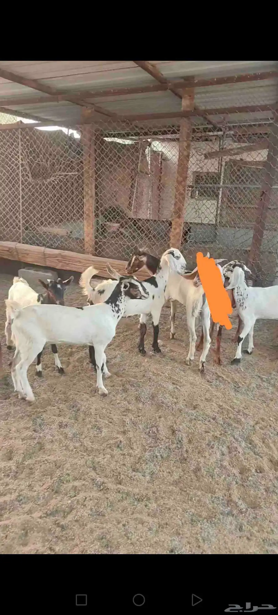 تيوس وجفار 2