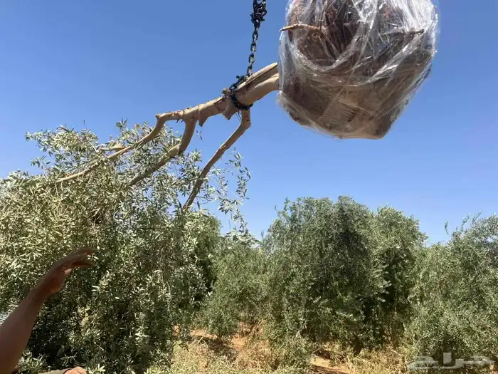 شتلات زيتون صورانى ونيبالى محسن 2