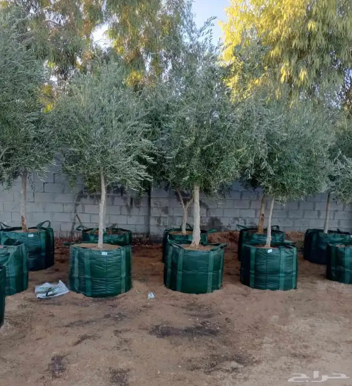 يوجد لدينا زيتون معمر مثمر جميع الأحجام ويوجد وسط ويوجد شتلا 1