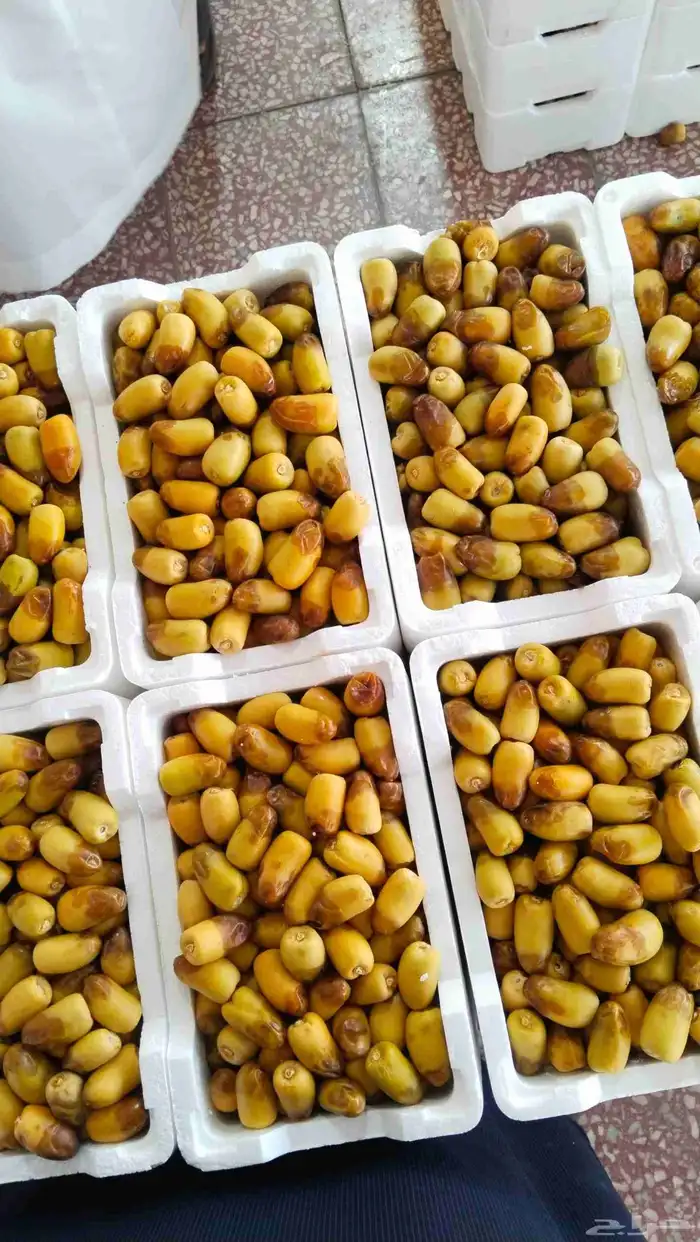 خلاص الوادي روثانه المدينة عجوه المدينة برني 8