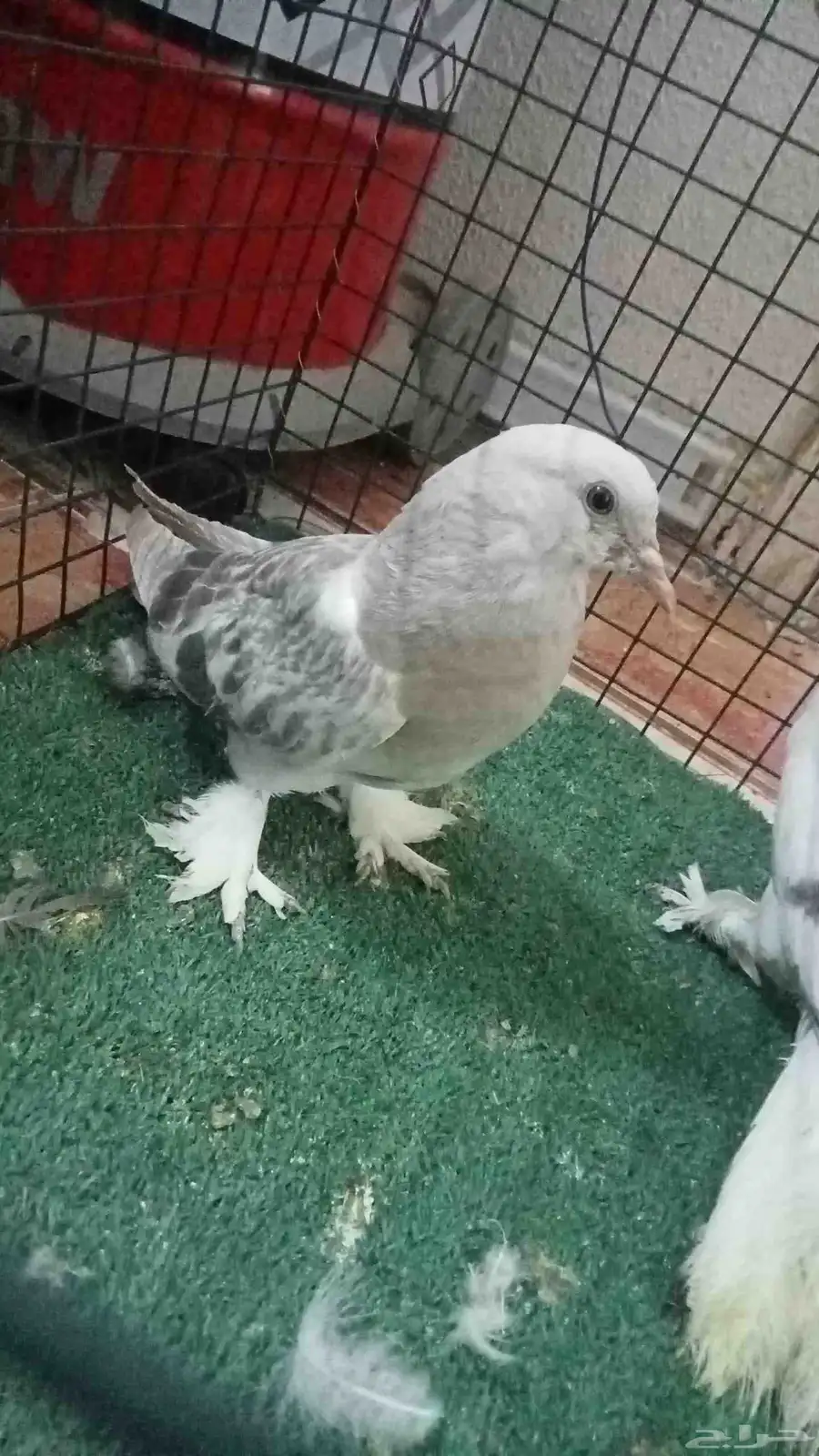 اتراك منجا 8
