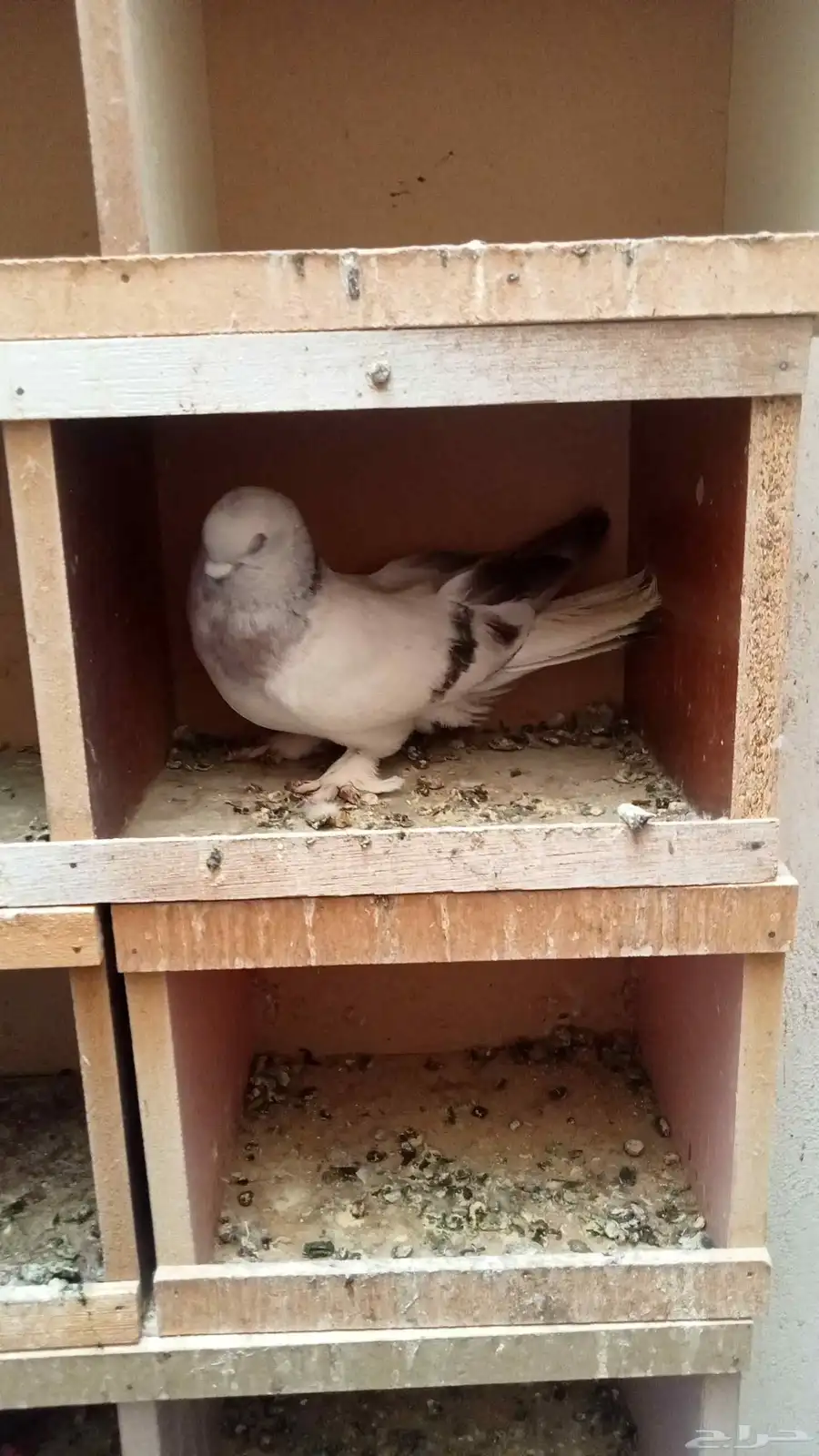 اتراك منجا 5