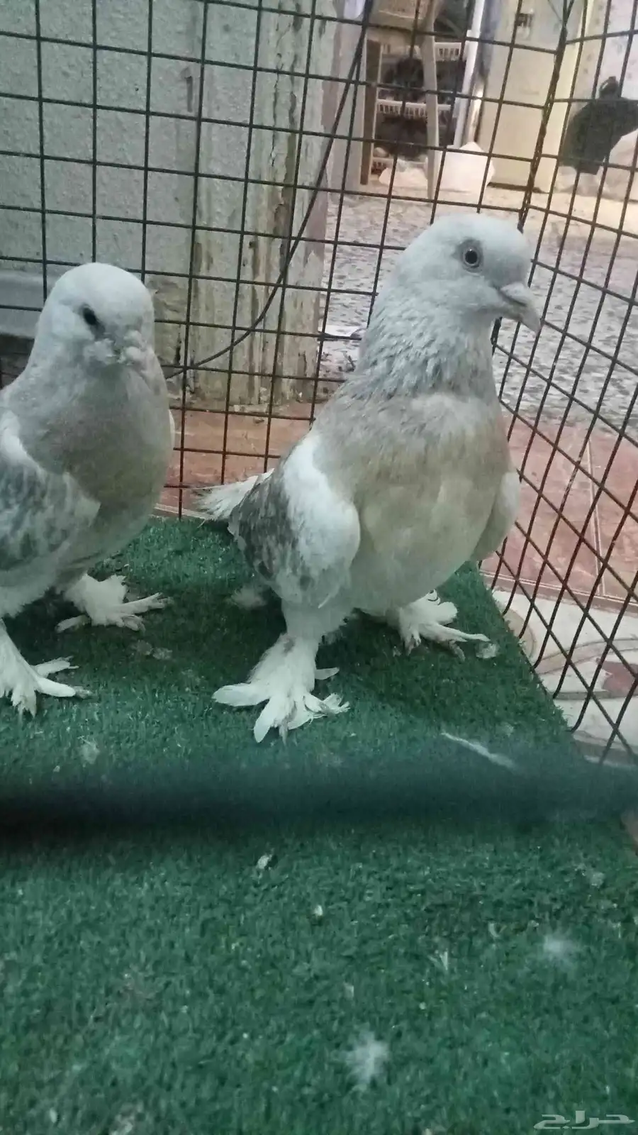 اتراك منجا 9