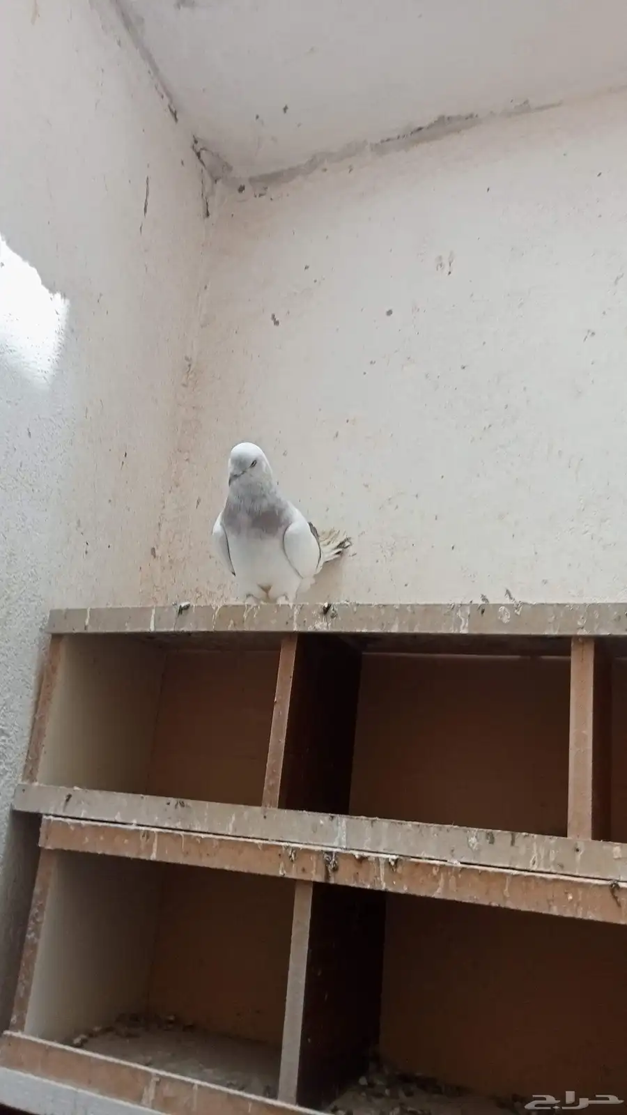 اتراك منجا 7