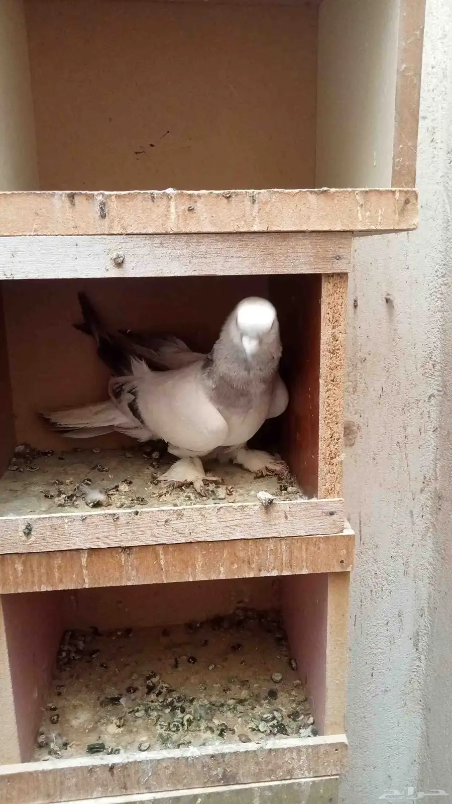 اتراك منجا 6