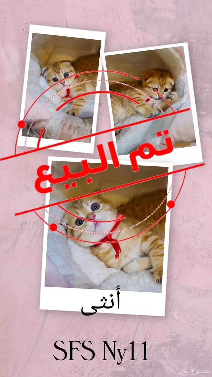 كتن سكوتش تربل فولد 4