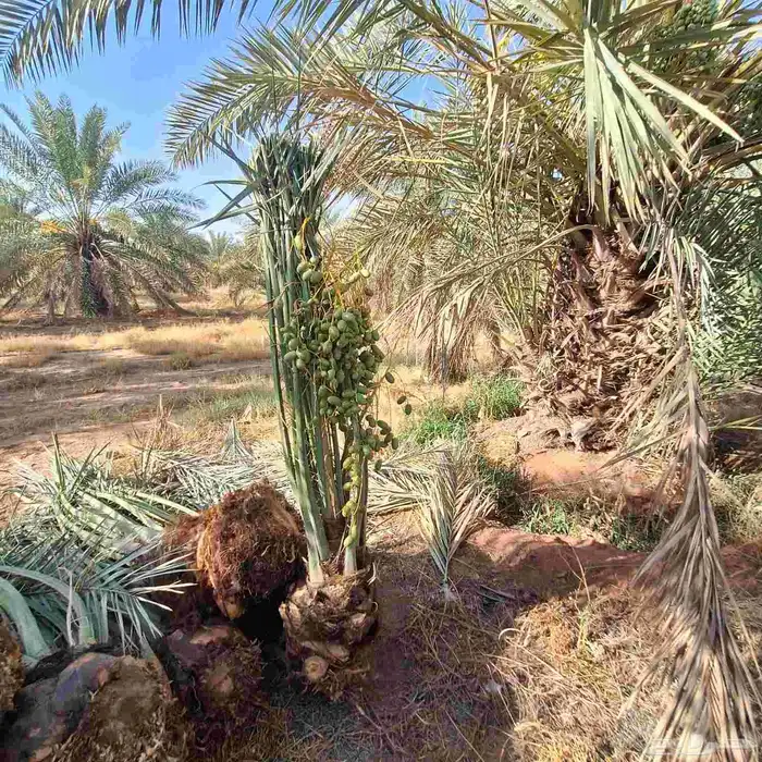 يتوفر الدينا نخيل عربي ممتاز مثمر البيع 1