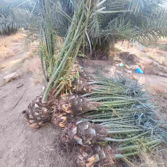 يتوفر الدينا نخيل عربي ممتاز مثمر البيع 3