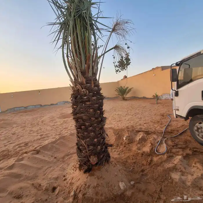 يتوفر الدينا نخيل عربي ممتاز مثمر البيع 2