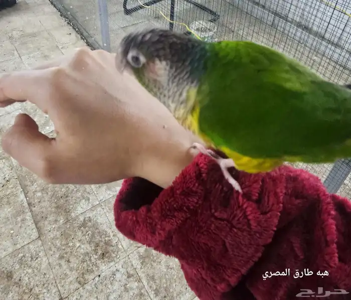كنيور يلو سايد اليف(تم البيع ) 0