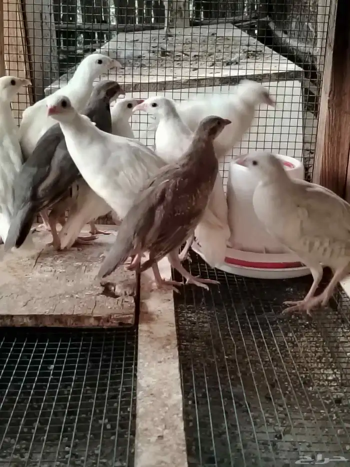 حجل ابيض من نوادر الحجل 1