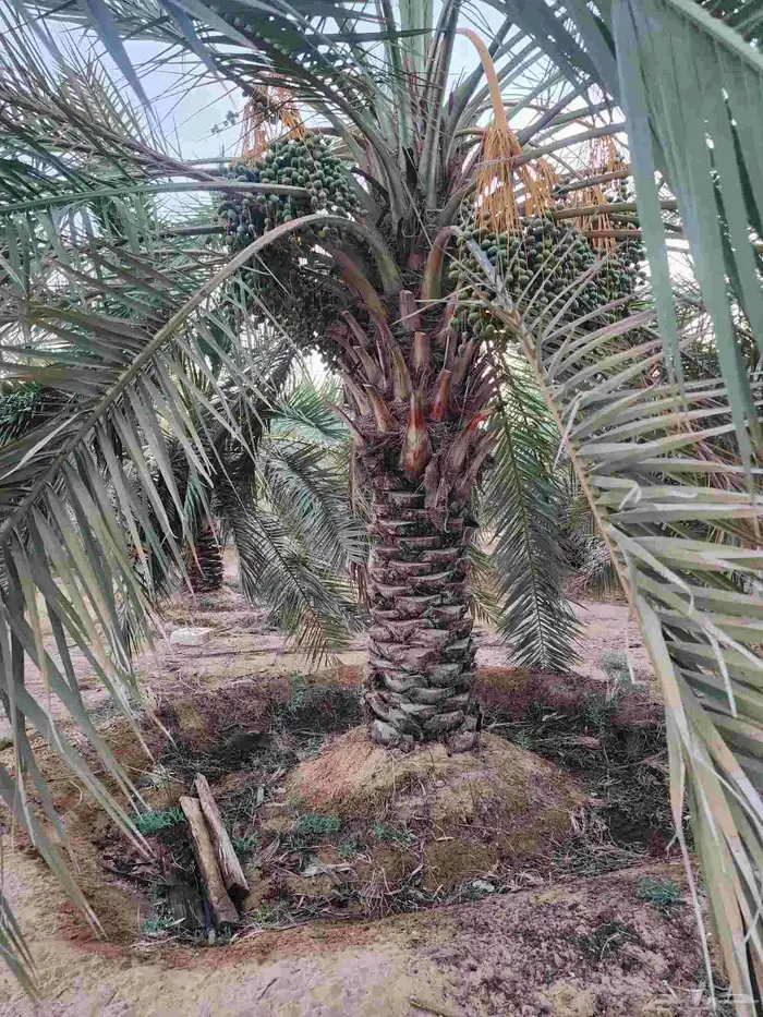 ثمرة تمر نخيل نخل سكري للبيع 0