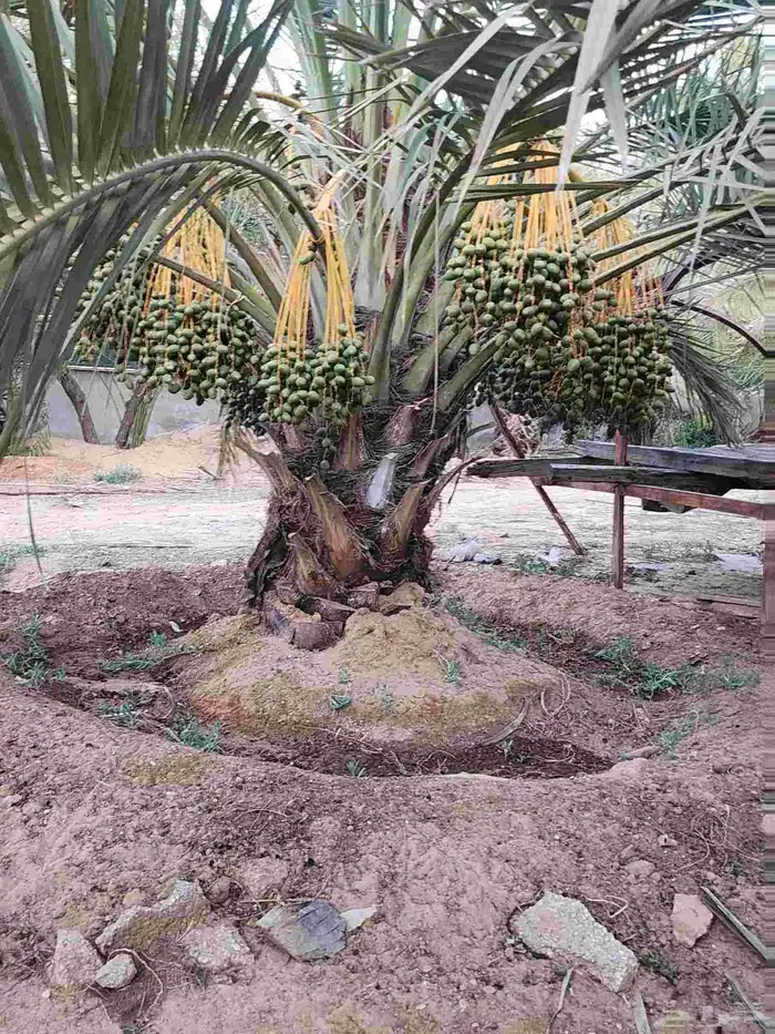 ثمرة تمر نخيل نخل سكري للبيع 1
