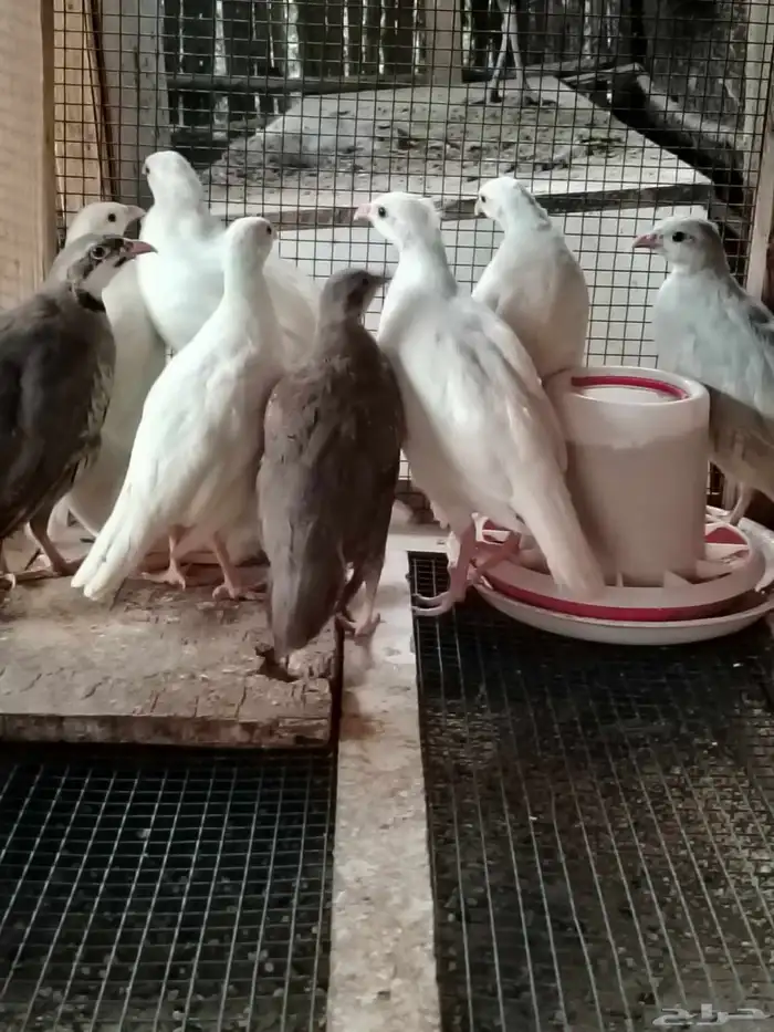 حجل ابيض من نوادر الحجل 2