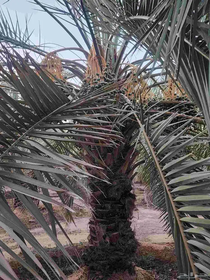 ثمرة تمر نخيل نخل سكري للبيع 15