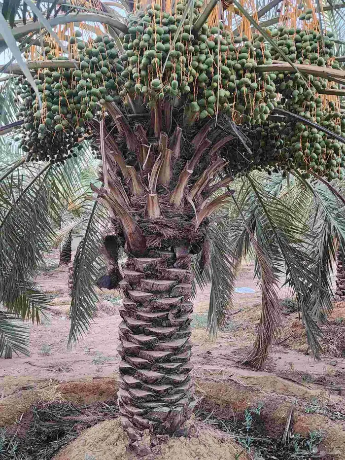 ثمرة تمر نخيل نخل سكري للبيع 16