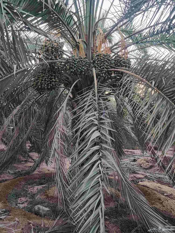 ثمرة تمر نخيل نخل سكري للبيع 9