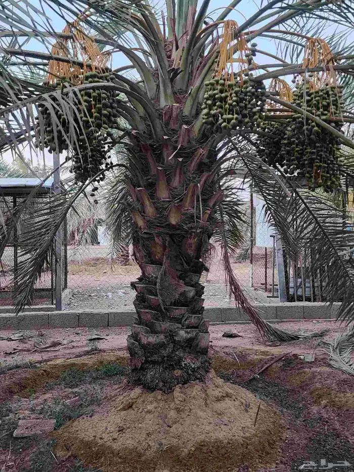 ثمرة تمر نخيل نخل سكري للبيع 3