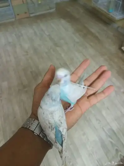 بادجي ولايف تم البيع 3