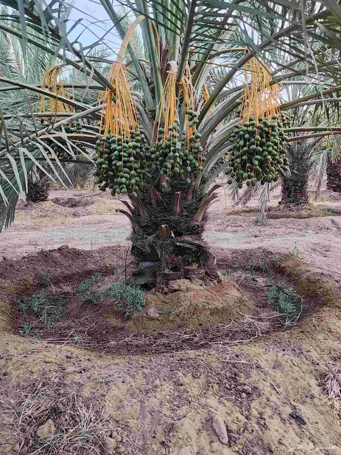 ثمرة تمر نخيل نخل سكري للبيع 13