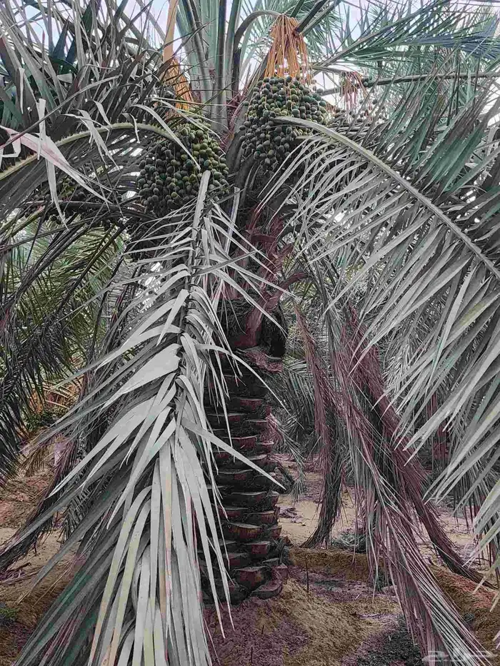 ثمرة تمر نخيل نخل سكري للبيع 7