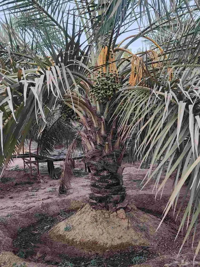 ثمرة تمر نخيل نخل سكري للبيع 2