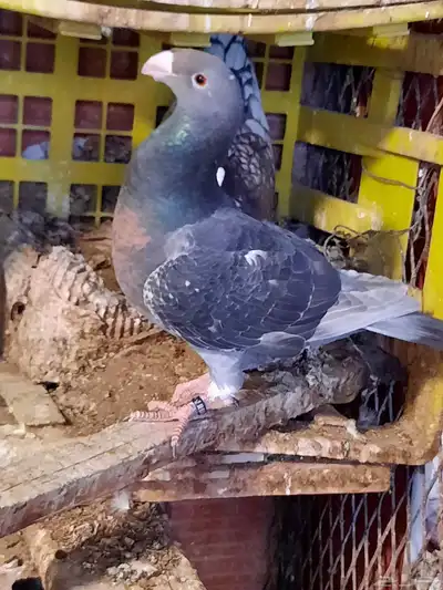 حمام هومر 1