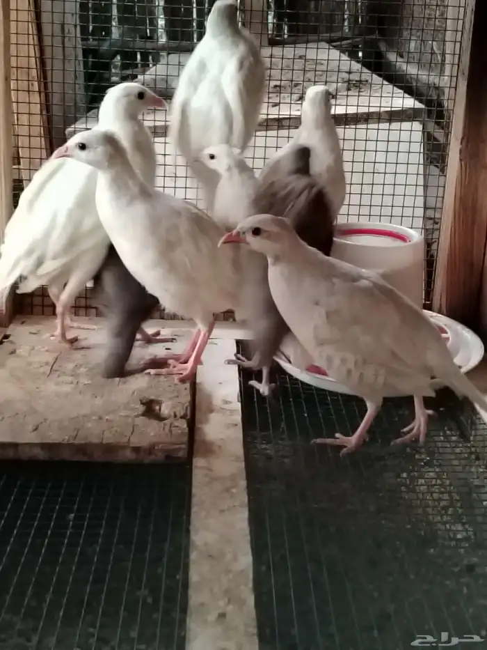 حجل ابيض من نوادر الحجل 0
