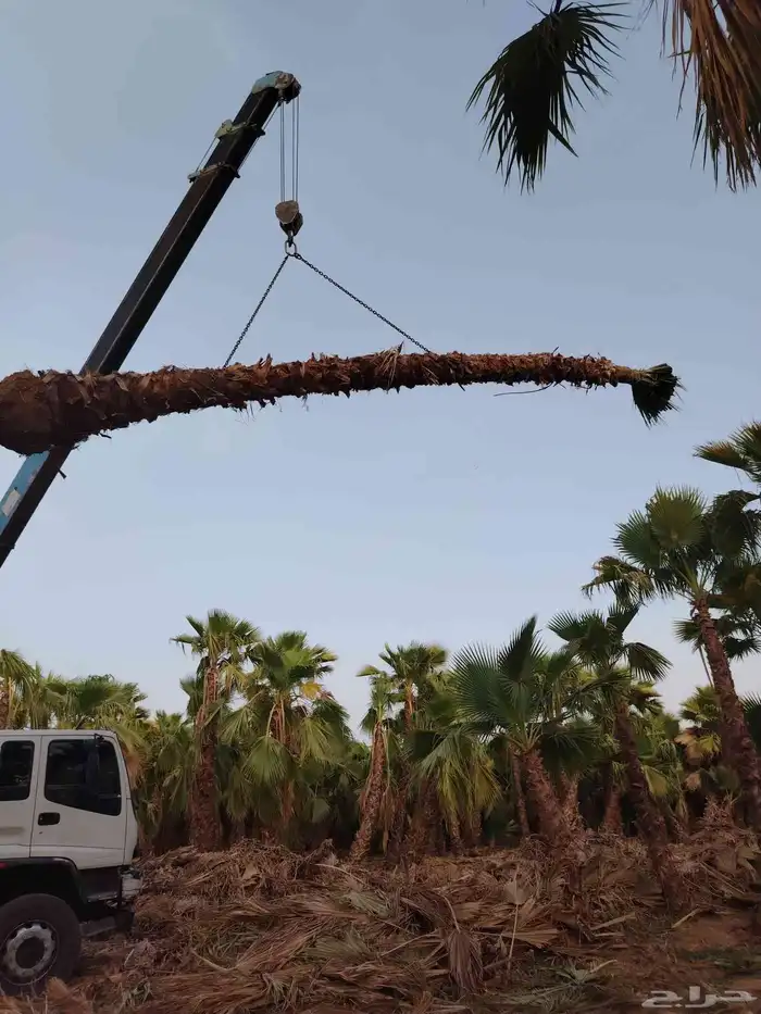 قشع واركز جميع النخيل 1