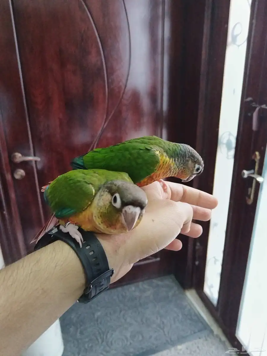 كنيورت اللفيه 1