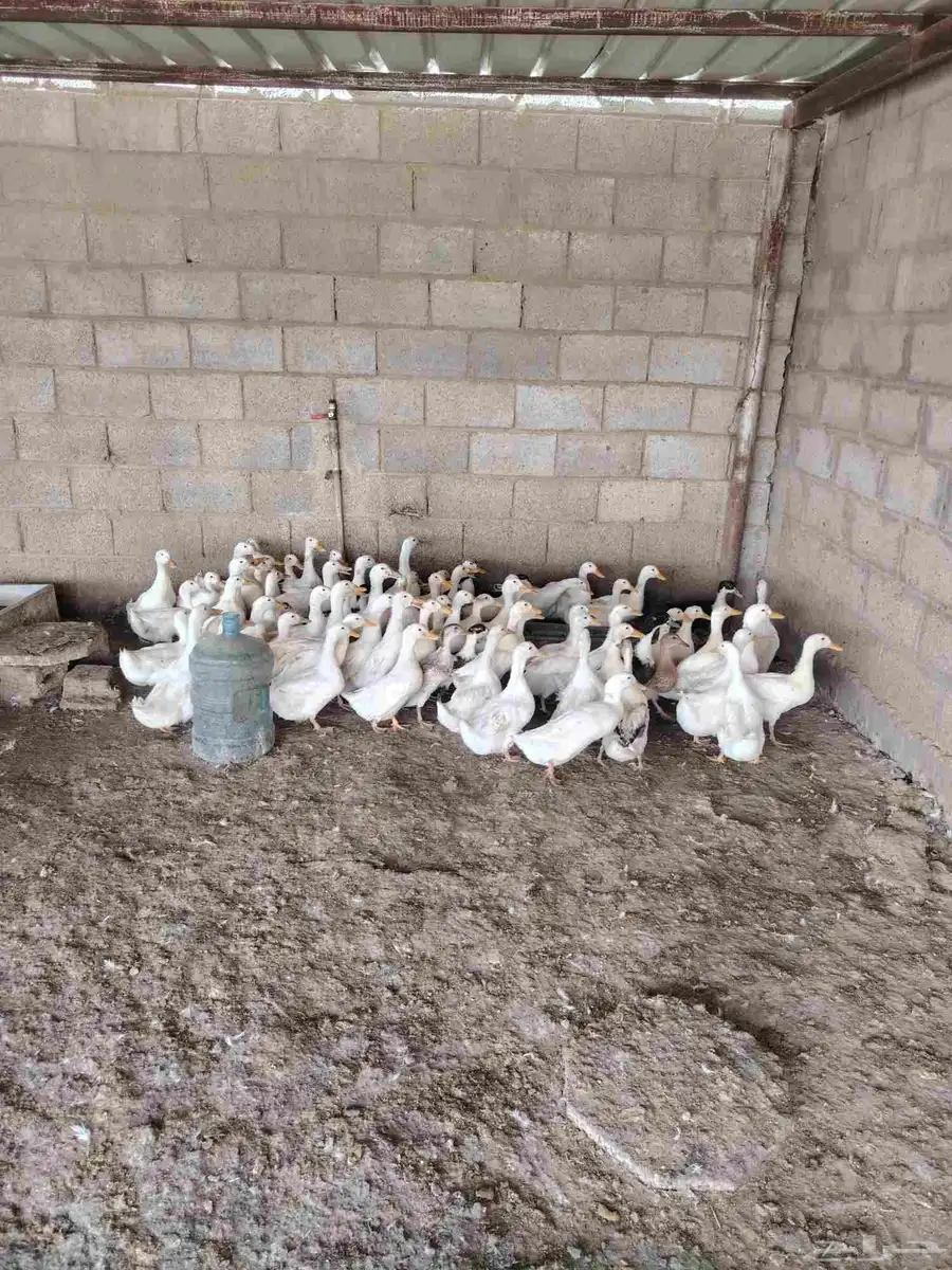 بط الإتنين ب35 ريال 1