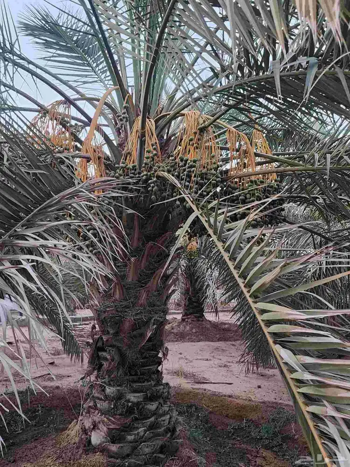 ثمرة تمر نخيل نخل سكري للبيع 12