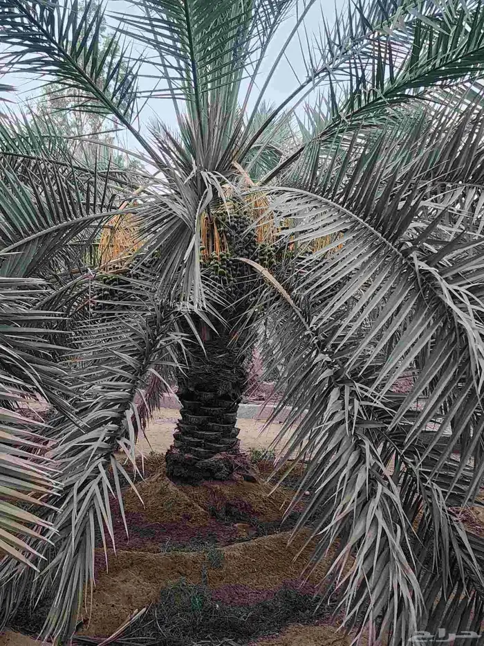 ثمرة تمر نخيل نخل سكري للبيع 4