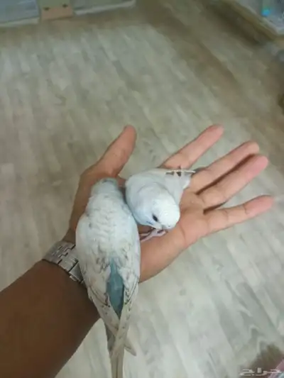 بادجي ولايف تم البيع 2