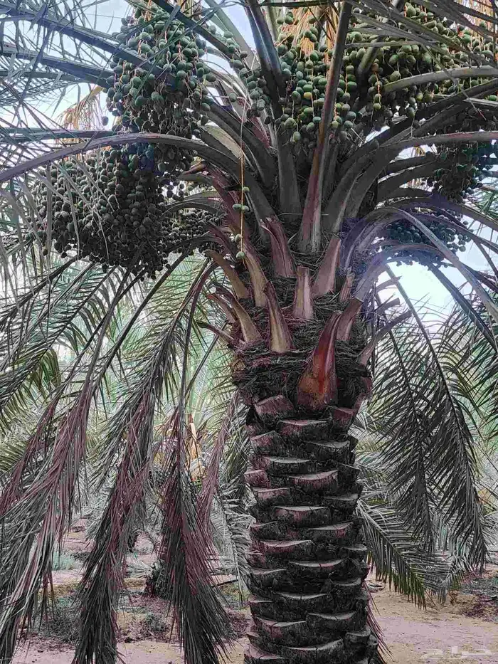 ثمرة تمر نخيل نخل سكري للبيع 6