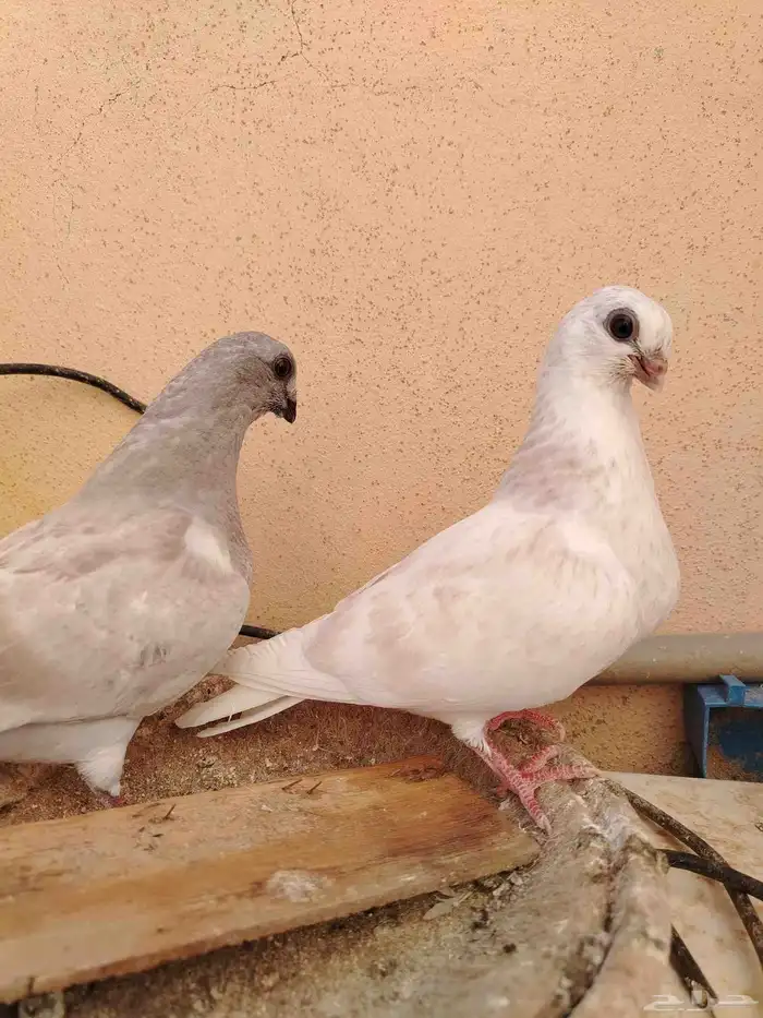طبات بوز 1