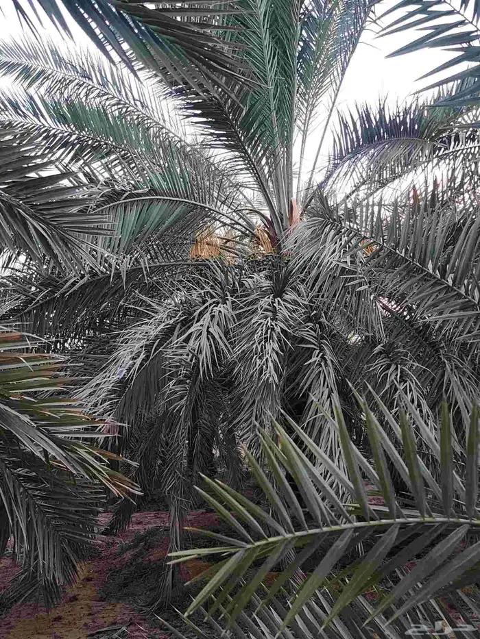 ثمرة تمر نخيل نخل سكري للبيع 5