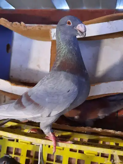 حمام هومر 2
