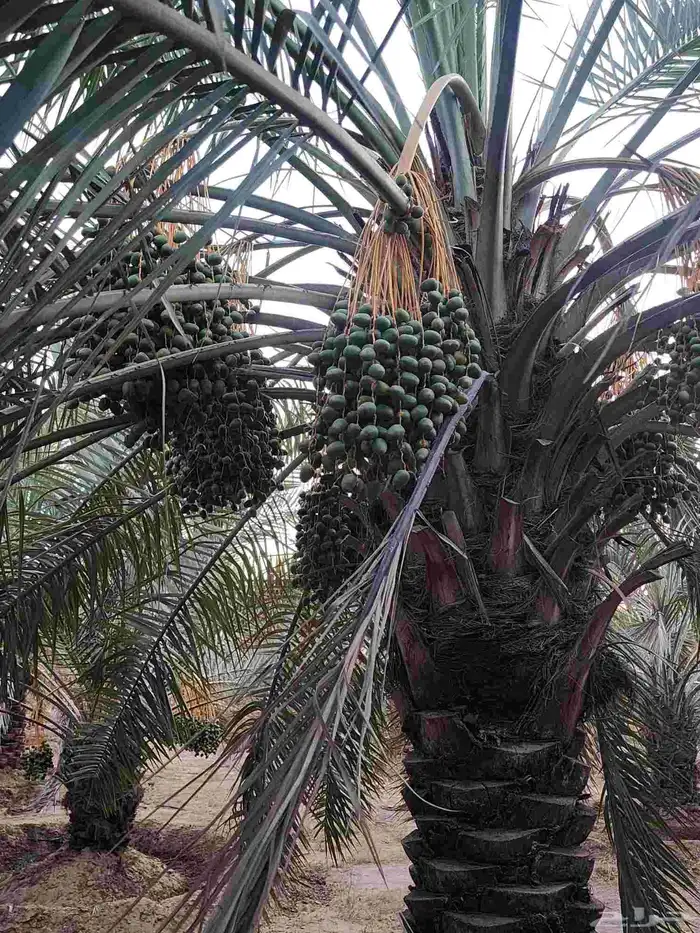 ثمرة تمر نخيل نخل سكري للبيع 14