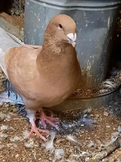 حمام هومر 5