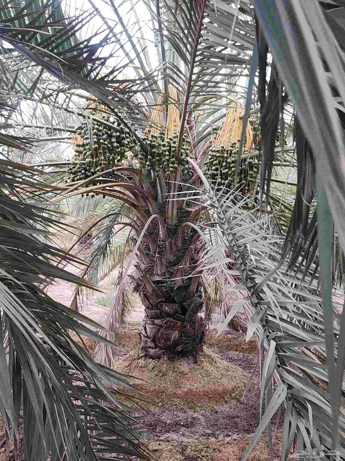 ثمرة تمر نخيل نخل سكري للبيع 8