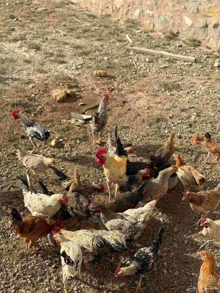 دجاج بلدي 0