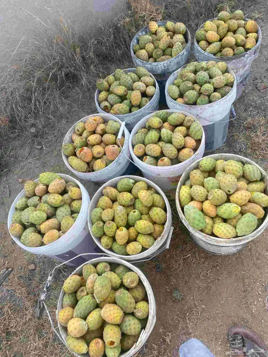 برشوم سكر 0