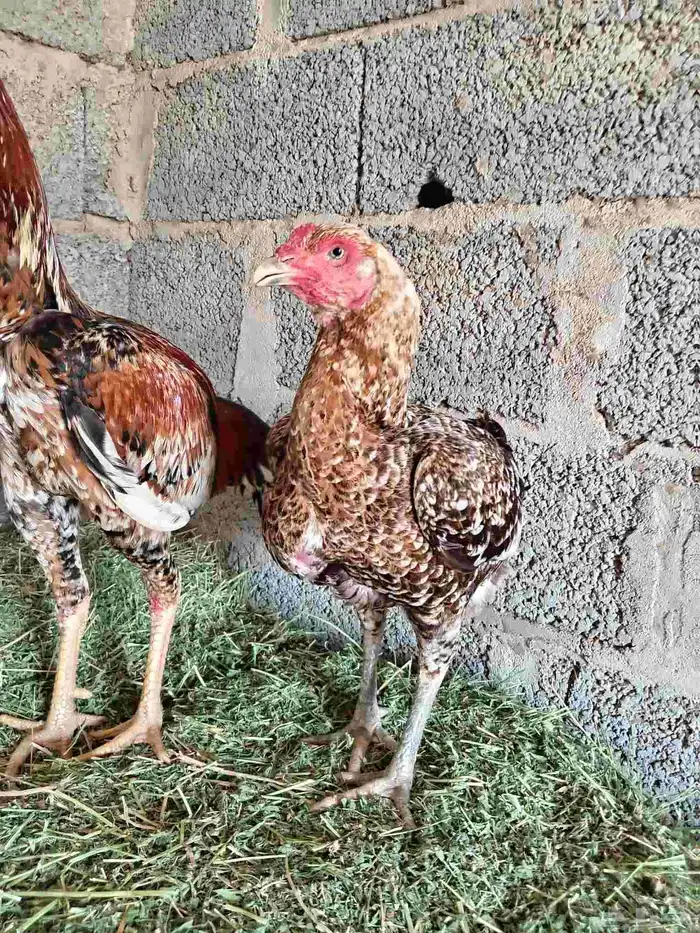 دجاج باكستاني سندي بيور 3